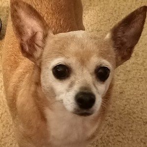 Meet your Posher, Barry